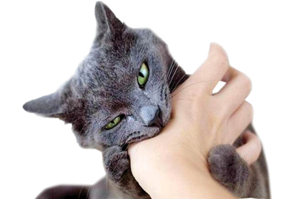 30هزار گربه‌گزیدگی در سال