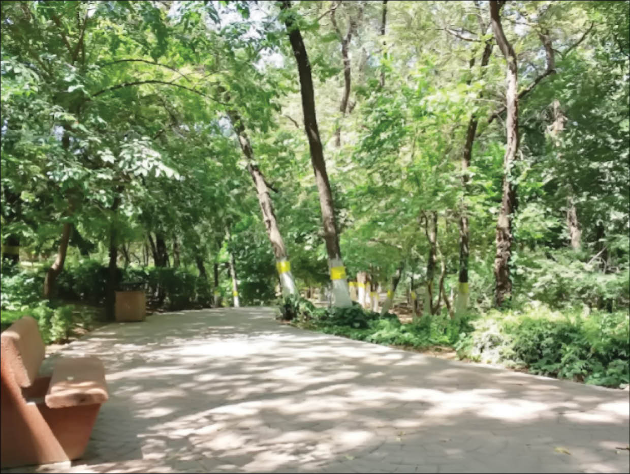 گردش میان درختان در بهار طبیعت