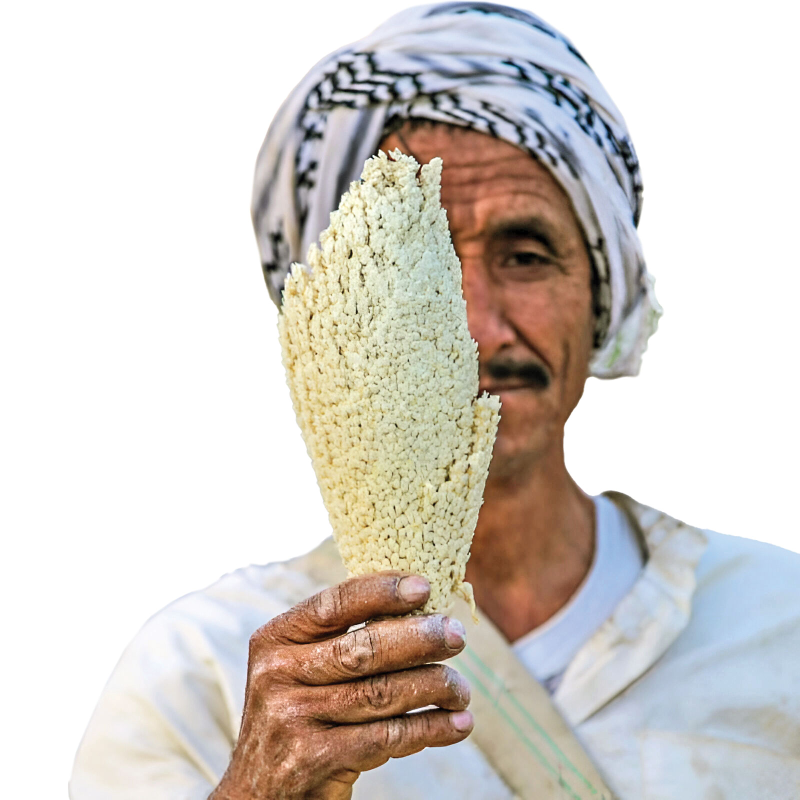 مرکز باروری نخل‌ها