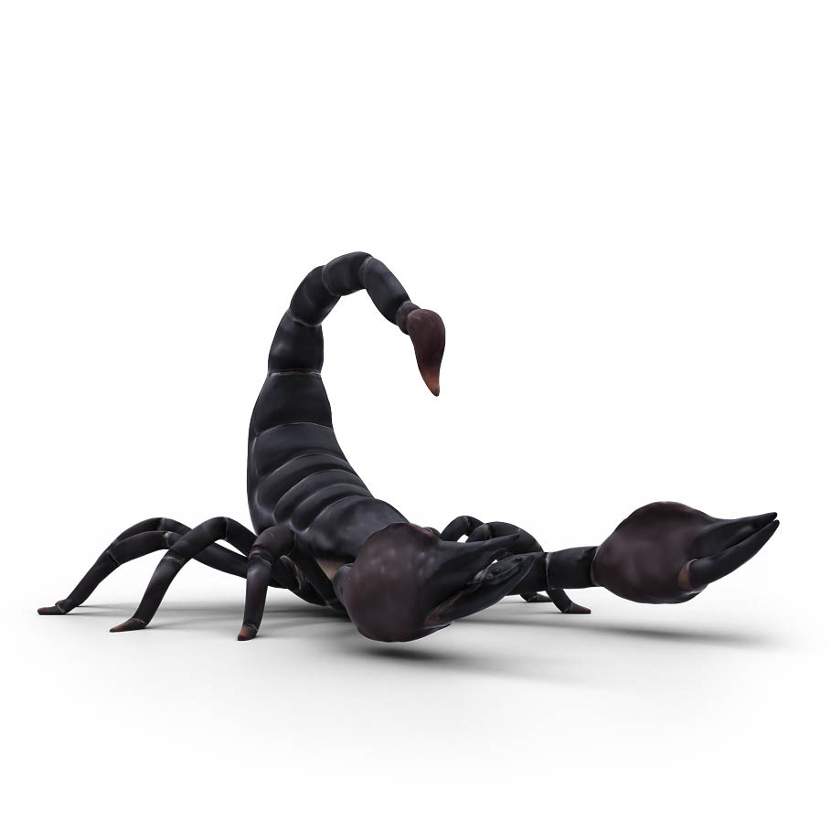 چرا نیش عقرب می‌کشد؟