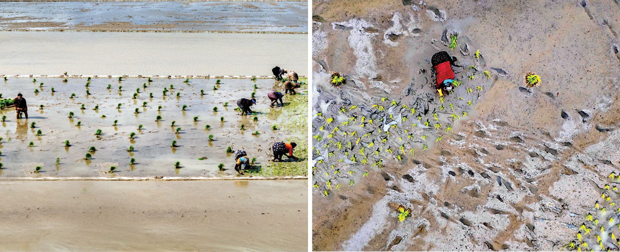 فصل نشای برنج