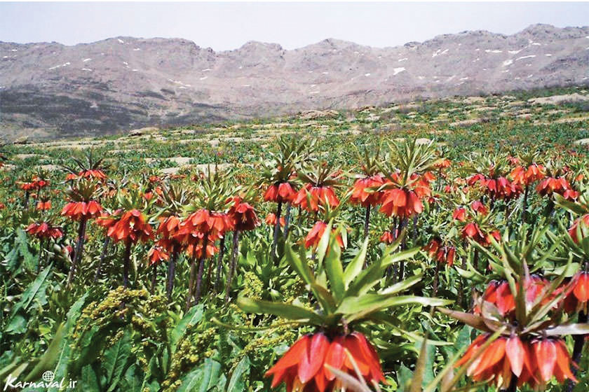 لاله‌های سربه‌زیر