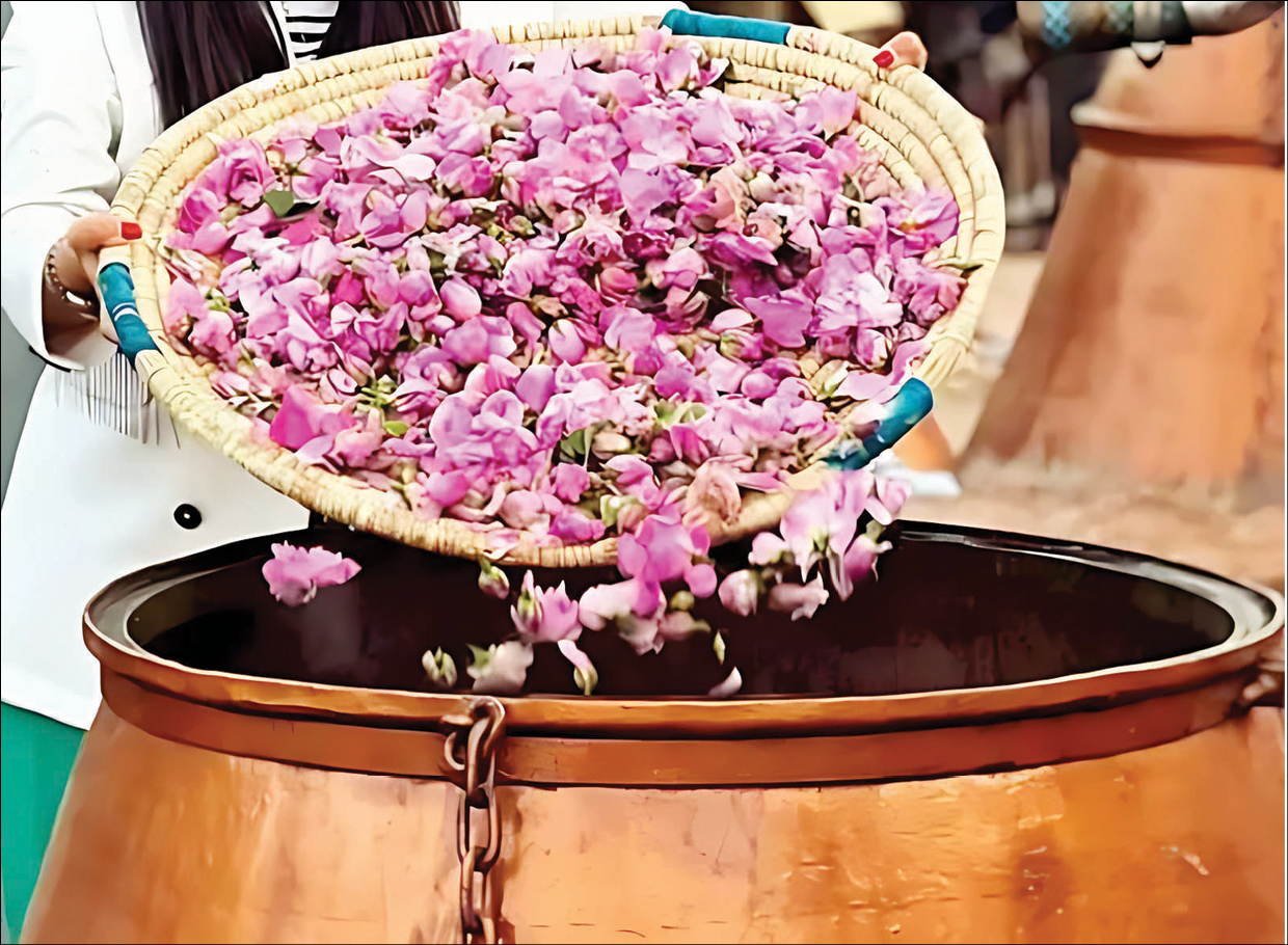 جشنواره‌های متنوع گلابگیری در اماکن گردشگری پایتخت آغاز شده است