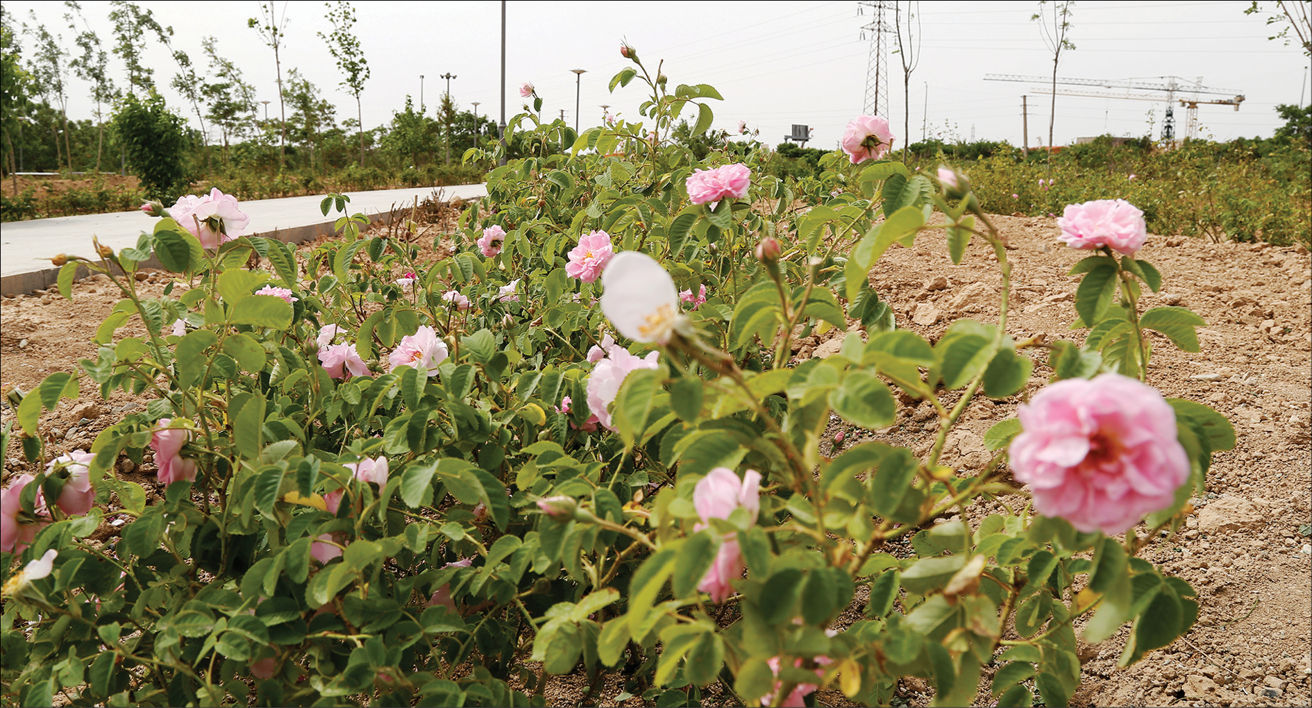 بوستان ایرانیان با گل محمدی فرش شده است
