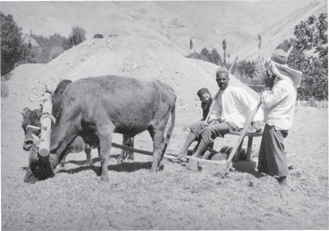 بهترین گلایل‌های تهران در اوین
