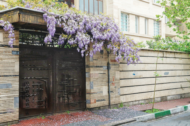 عطر خوش اقاقیا