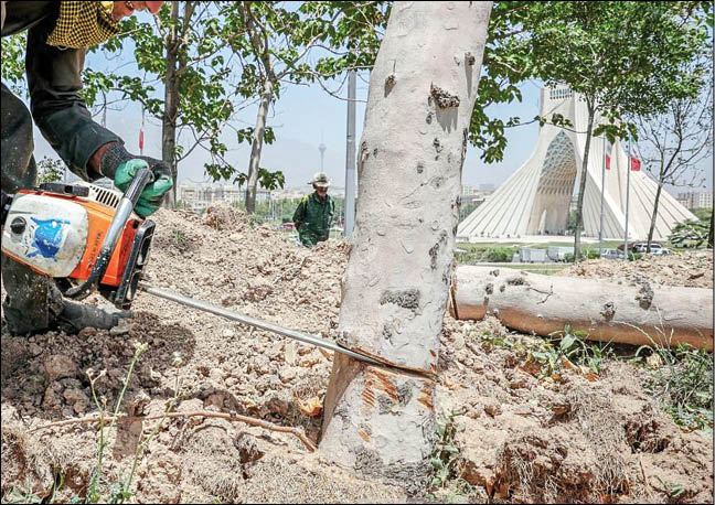 ماجرای قطع درختان میدان آزادی چه بود؟