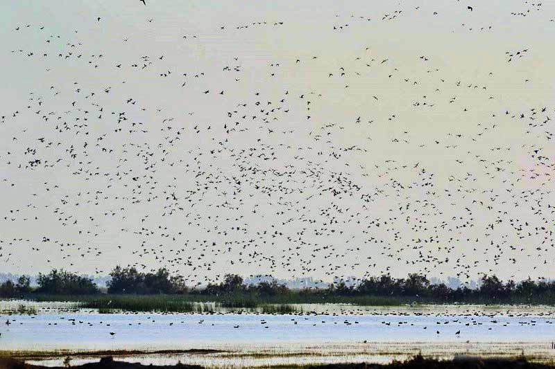 بازگشت زندگی به 7تالاب