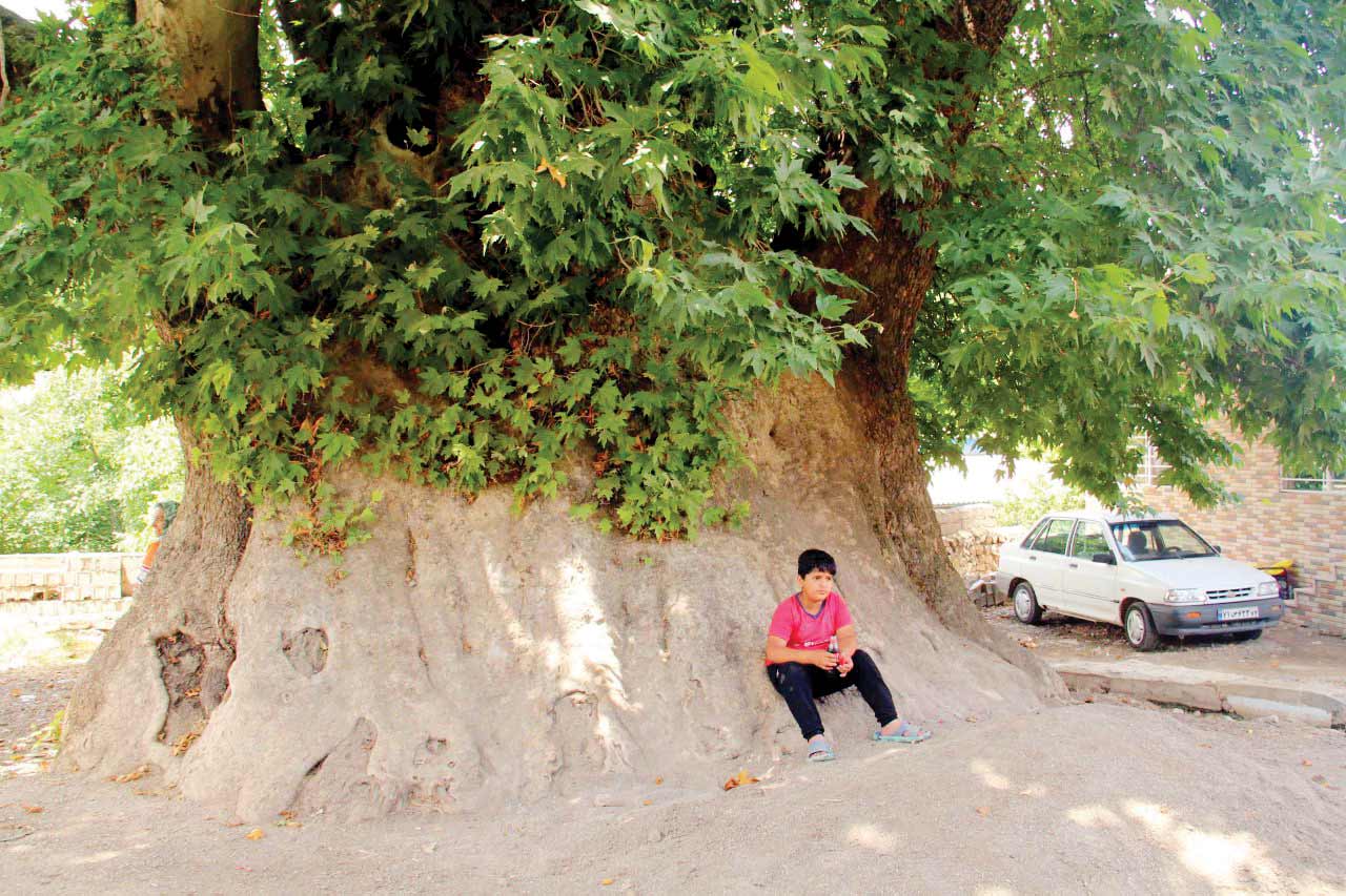 چناری که خود را ترمیم می‌کند