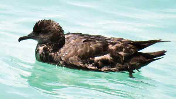 پرنده استرالیایی به ایران پناه آورد