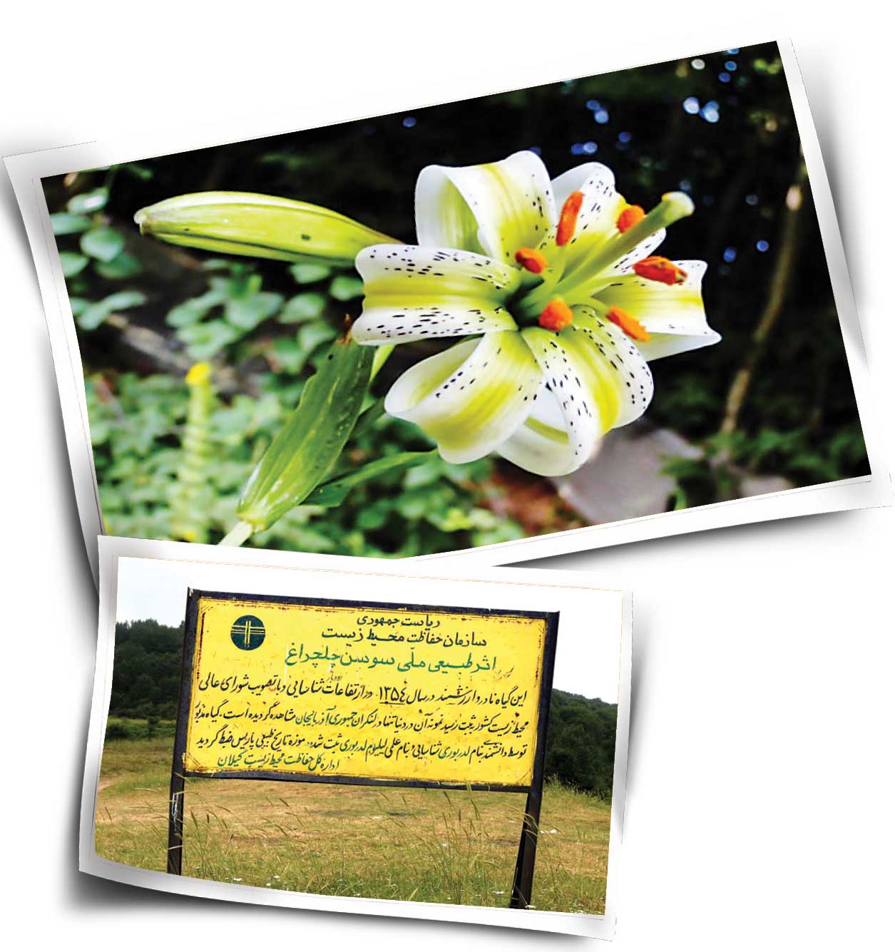 چلچراغ روشن شد