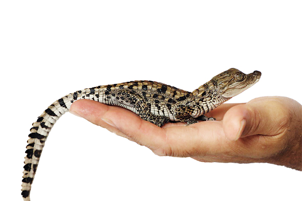 ثبت تولد ۷۰ نوزادگاندو