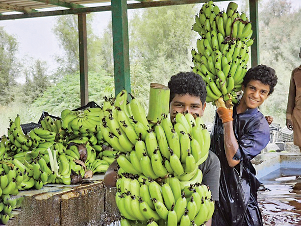 پایتخت تولید موز ایران