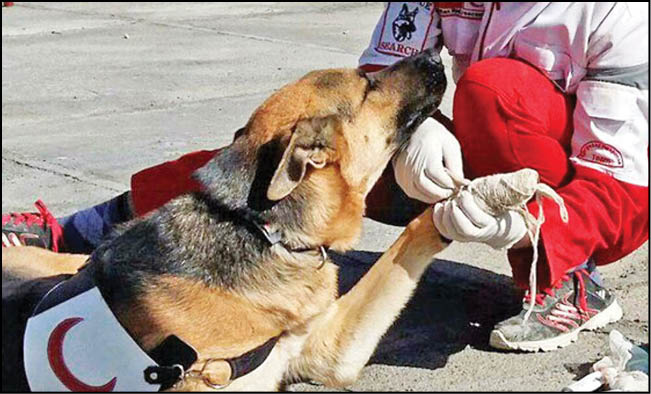 181ساعت عملیات سگ‌های زنده‌یاب