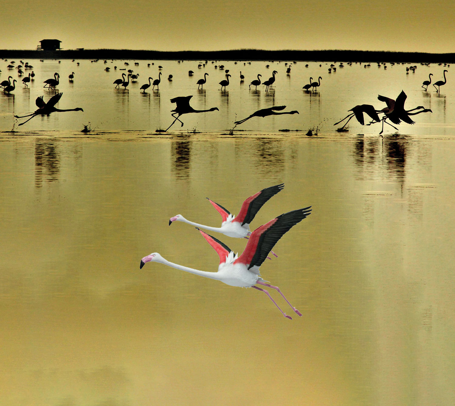 فلامينگوها خوش‌خبر نيستند