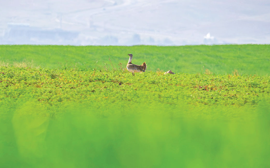 اکوتوریسم در ایران