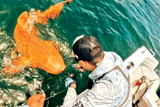 راز کوسه نارنجی