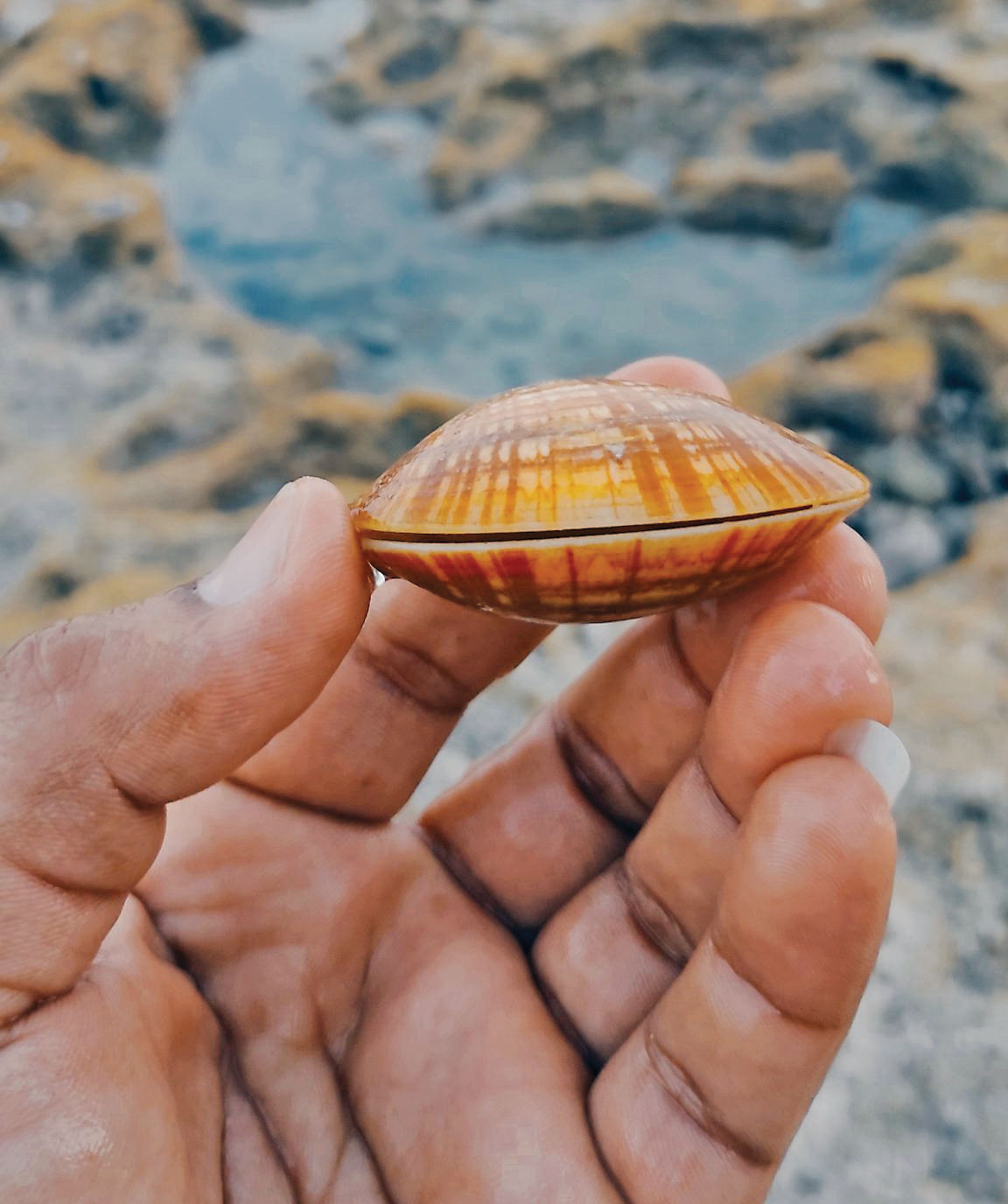 صدف‌ها را به هرمز برگردانید