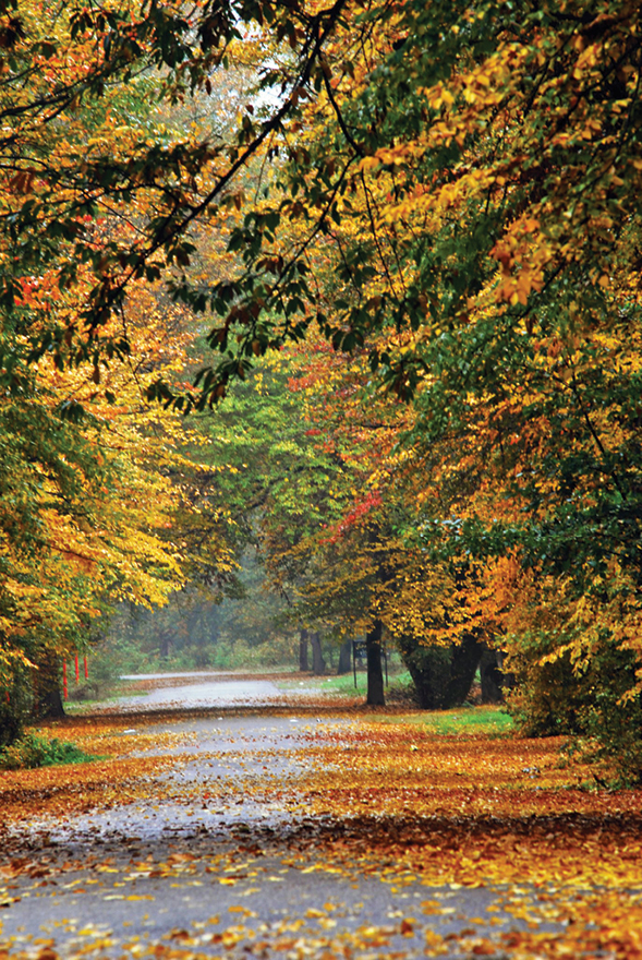 جاده‌ای به قلب پاییز