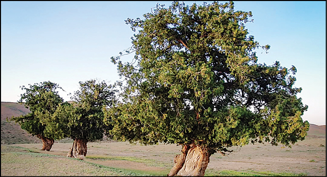 3خواهری که سرو شدند