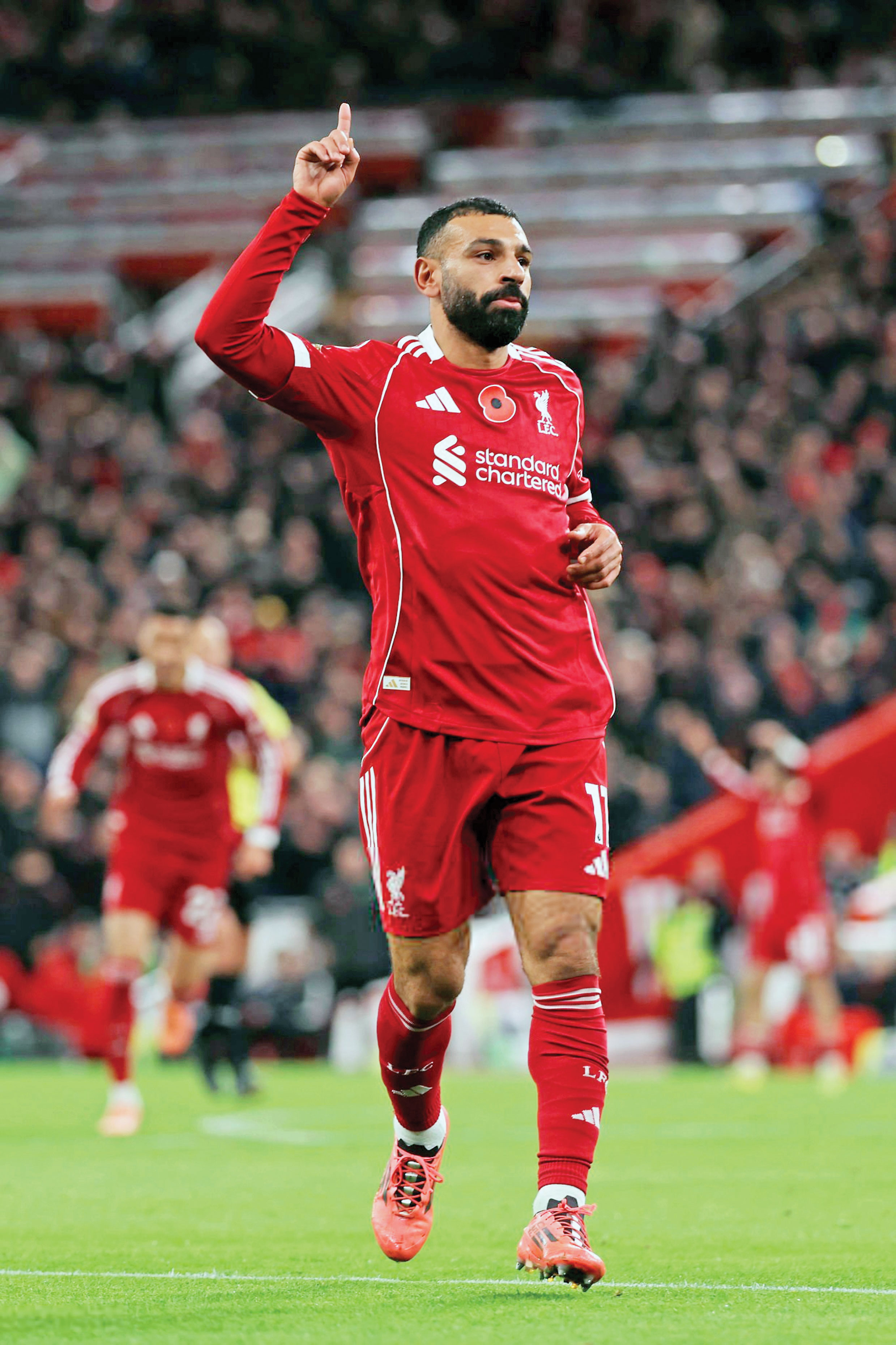 گل‌های همیشه‌بهار