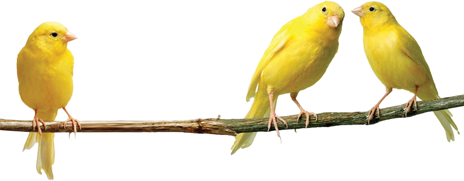 قناری یک‌میلیاردی