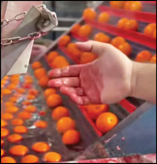 پرتقال‌های رنگی خطرناکند؟