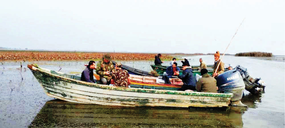 صنوبر؛ مهمان ناخوانده تالاب انزلی