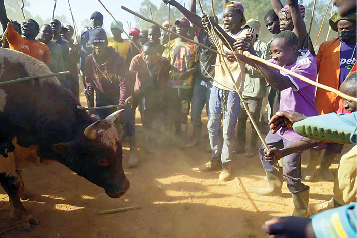 گاوبازی متمدنانه کنیایی ها