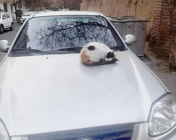 خروپف گربه‌ای