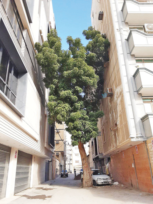 ریشه‌ در شهر