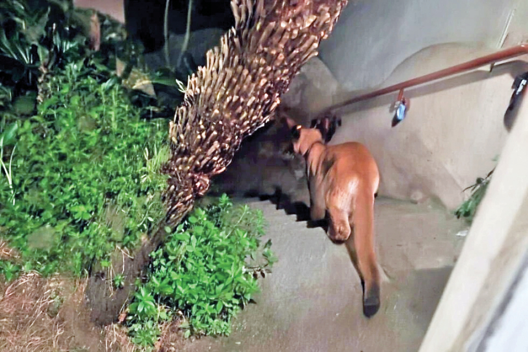 شیر کوهی در خیابان