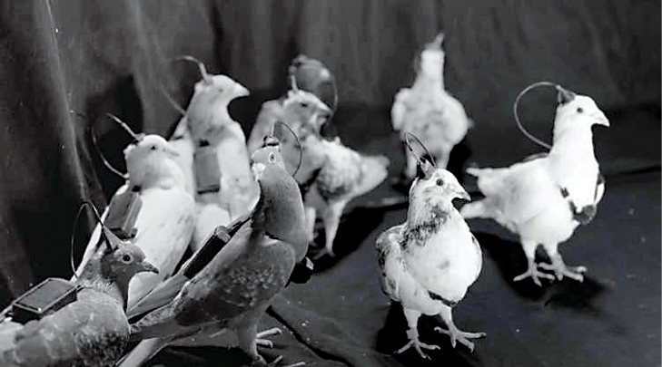 پهپادهای کلاغی